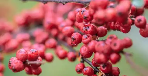 Schisandra Chinensis Extract: A Powerful Adaptogen